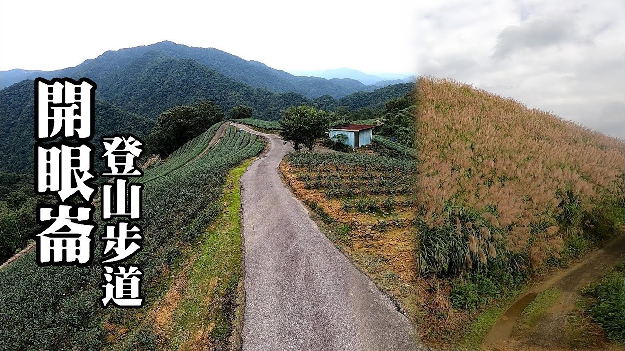 坪林開眼崙，茶園好風光～我走得開心，你卻跌一跤！