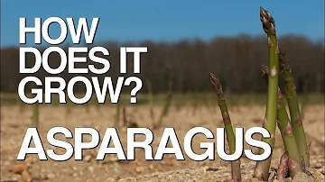 Co se konzumuje z chřestu?