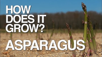 ASPARAGUS | How Does it Grow?