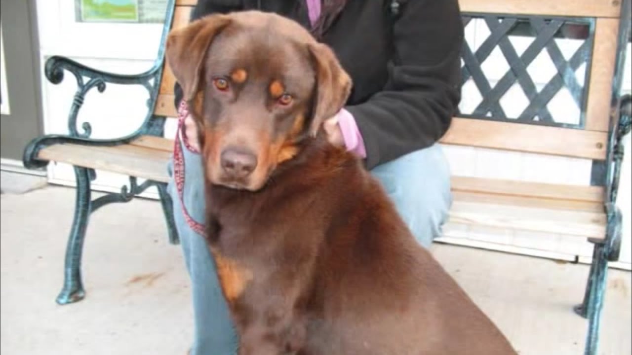 Labrador Doberman for Adoption Chien Browny YouTube