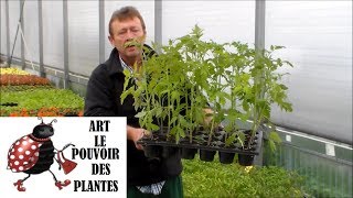 Gardening tv channel: Tomato sowing + maintenance + size + watering (How to make a tomato seedlings)