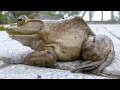 Ouaouaron de lhomme de calder montral qubec american bullfrog