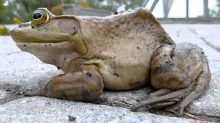 Ouaouaron de l&#39;Homme de Calder (Montréal, Québec) American bullfrog