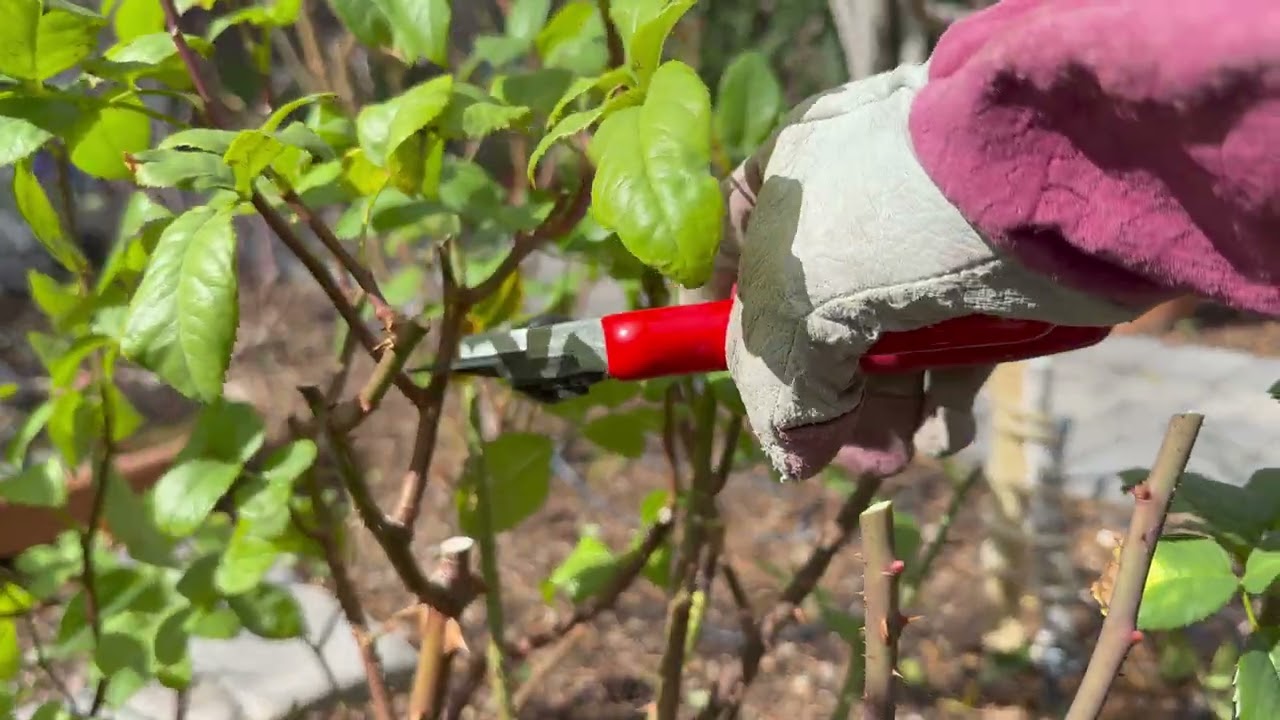 Winter pruning of my roses. 地栽灌木& 棒棒糖冬剪 02/24/2026