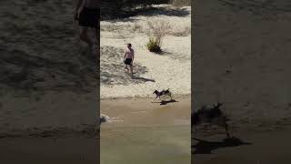 Brittany spaniel running around on the beach with his dog friends #puppy #shortsfeed #funny #drone