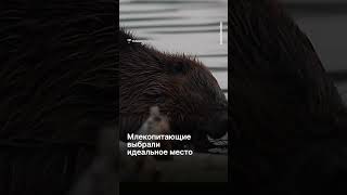 Бобры оказались быстрее чиновников!