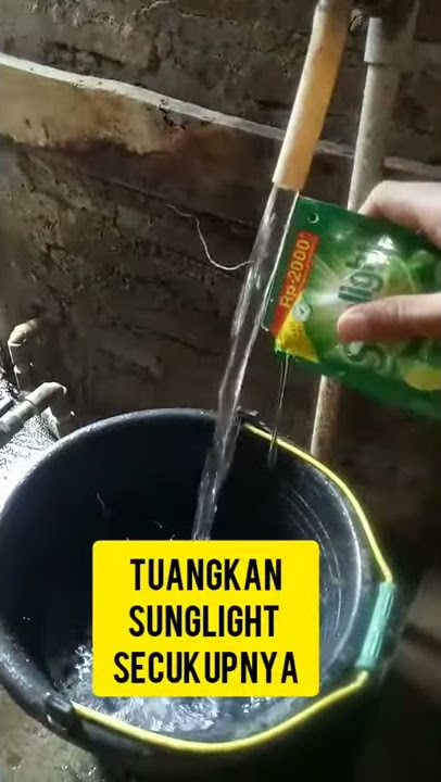 Nyuci pakaian pakai sunlight..