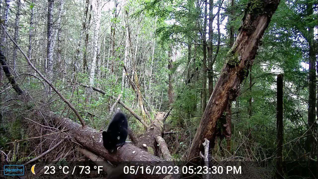 GardePro E6 Trail Camera video footage of Mama Bear with Cubs. YouTube