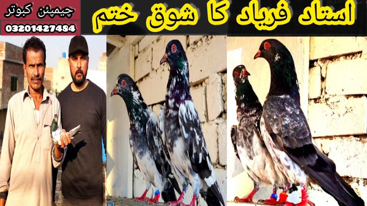 Ustaad faryad ka shoq khatam high quality Jhordo ki sale offer || lahore 2023