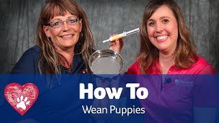 Weaning Puppies: Pet Care Pro Show