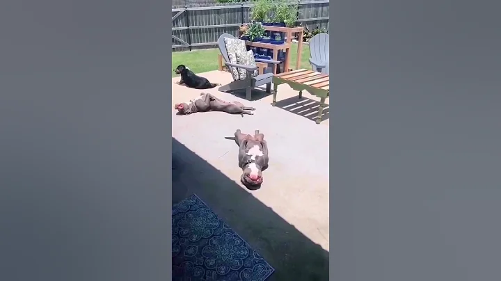 Cutest American bully Sleeping 😴 #shorts