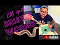 ZTB Ep-23 Bristle Worms Killing Corals!