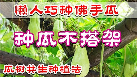 佛手瓜種植之懶人搭架法 - 瓜樹共生 | 佛手瓜移栽 | 佛手瓜不見長，不用擔心 chayote - 天天要聞