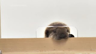 A sea otter pup found alone in Alaska has a new home at Chicago
