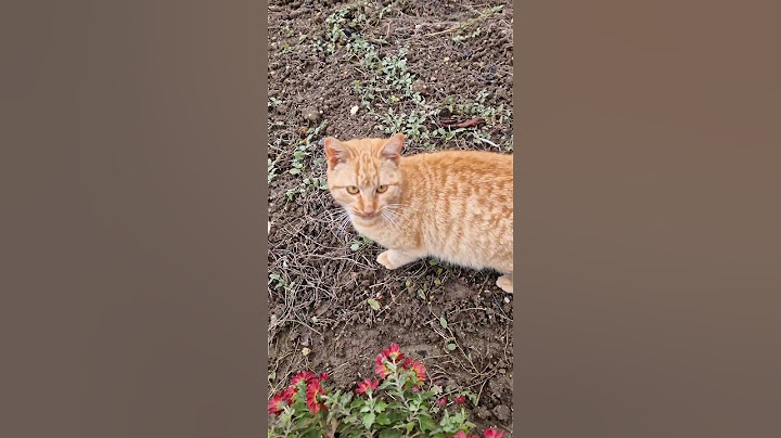 #природа #животни #котка #котки #забавно #cat #интересно #смешно