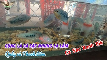 Cũng là cá sặc nhưng nó lạ lắm "Cá Sặc Xanh Xanh", bán tại shop cá cảnh Thanh Liêm, Hòa Khánh