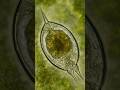 Rotifer: The Water Acrobat You’ve Never Seen Before!  #microscope #biology #nature #science