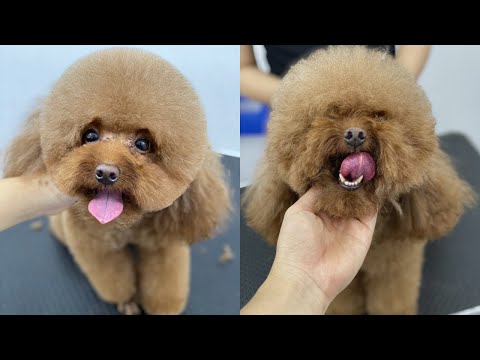 Cắt tỉa lông chó Poodle cực đẹp tại Hà Nội | Dạy nghề cắt tỉa lông chó mèo | Poodle grooming so cute