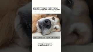 리트리버랑 같이 잠들었더니…