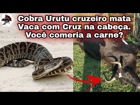 Vídeo: As cobras coroadas de ouro são venenosas?