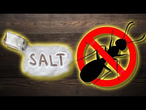 is-salt-good-to-get-rid-of-ants?---and-other-salt-benefits