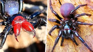 As 10 Aranhas Mais VENENOSAS do Mundo Hoje!