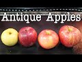 Antique Apple Comparison - Taste testing four lesser known apple varieties - Weird Fruit Explorer