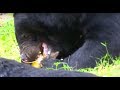 Bear trying to Open Coconut Skin