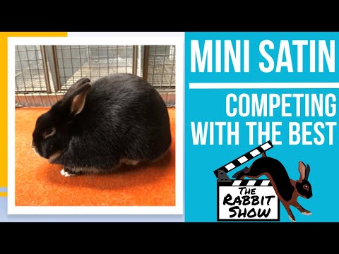 Video: Rex Rabbit