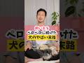 ペロペロし続けた犬はこうなる…#犬のいる暮らし #dog #shorts