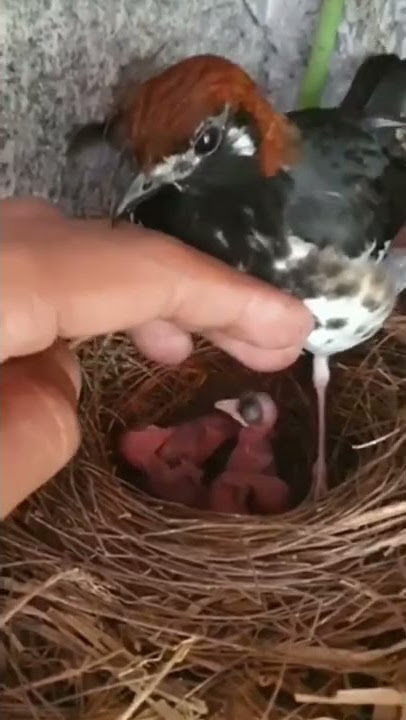 Burung anis kembang produksi empat ekor anak