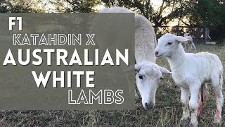 Hair Sheep LAMBING ON PASTURE | Katahdin x Australian White