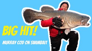 Famous Big Hit! Murray Cod On Swimbait! Wealth