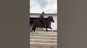 خيل عربي اصيل 