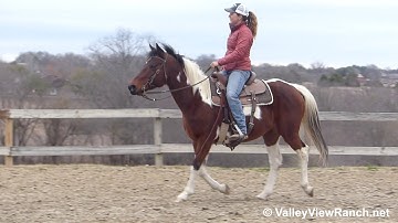 Daisy - jog, lope, stops, turns, walk! - ValleyViewRanch.net