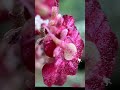 iphone macro photography #macrophotography #flowers #iphonephotography