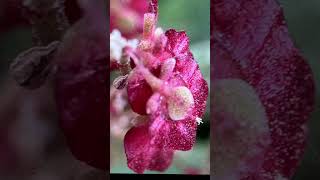iphone macro photography #macrophotography #flowers #iphonephotography