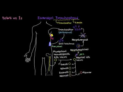 Esansiyel Trombositemi Nedir? (Sağlık Bilgisi ve Tıp)