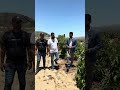 فكرت قبل كدا تزرع أفوكادو ولو شجرة أسرار زراعة الأفوكادو والإنتاج 10 طن للفدان 200 جنيه للكيلو