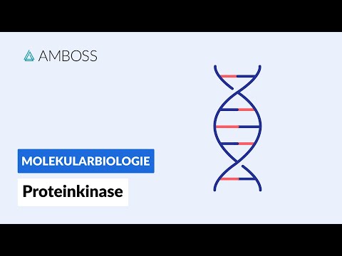 Video: Wo ist Kinase beteiligt?