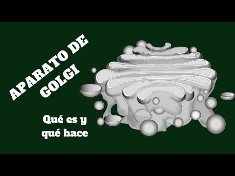 APARATO DE GOLGI: Qué es y qué hace