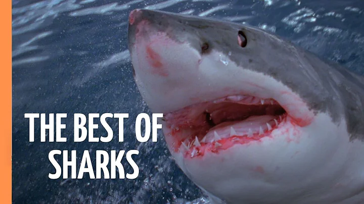 The Best of Sharks | Full Documentary thumbnail