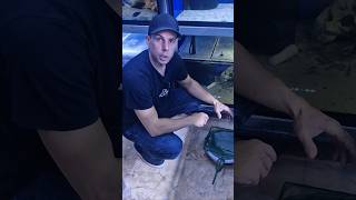 Ein Einblick In Unsere Aulonocara Zucht