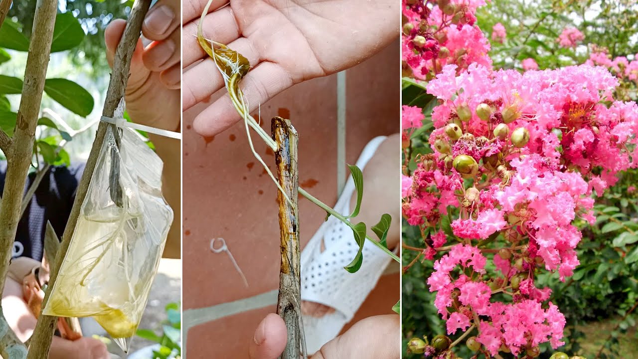 Extract Rosa Multiflora Flower Branches For Many Simple Roots - YouTube