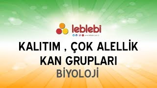 Download Bİyolojİ / Kalitim , Çok Alellİk , Kan Gruplari Video MP3 Bİyolojİ / Kalitim , Çok Alellİk , Kan Gruplari