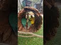 First time outside in the play log @BirdhouseOz