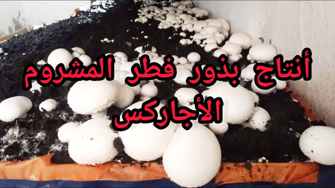 أنتاج بذور الفطر أو المسيليوم أبواغ الفطر