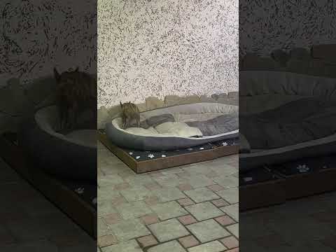 Кабан забрал логово собаки😂 #funny #рыбалка #лесной #кабан #fishing #hunting #carpfishing #carp #