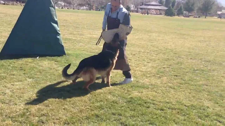 Xerxes vom Wustenberger-Lan...  schutzhund titled ...