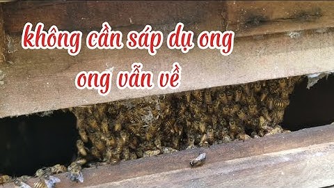 Không Cần Sáp Dụ Ong Vẫn Có Ong Về | Trung Nuôi Ong